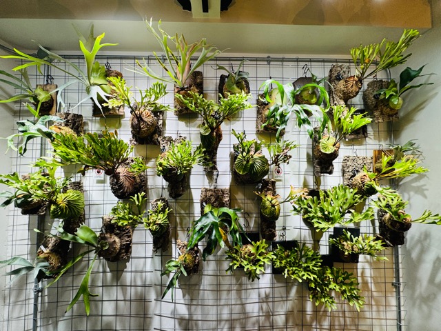 荻窪に贈る観葉植物の通販HitoHana ひとはな