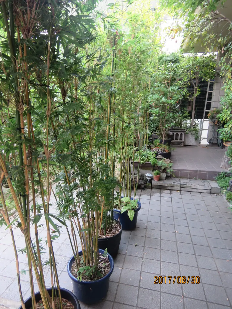 プランターで目隠し！世田谷区のナチュラルガーデンの庭冬の下草