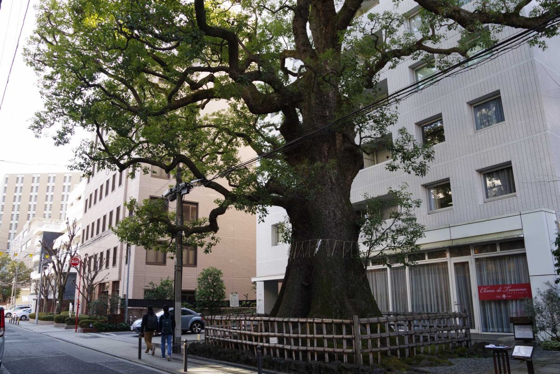 東京都文京区「本郷弓町のクスノキ」巨樹探訪