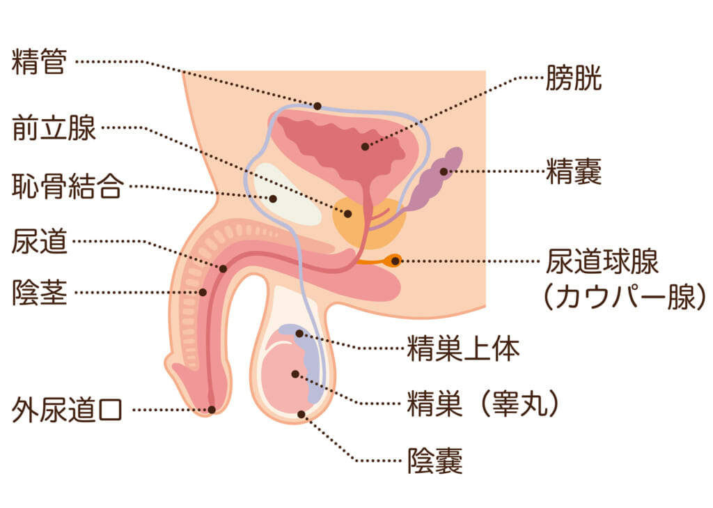 駿河屋 -【アダルト】<中古>凄指技の睾丸マッサージ×逆手オイル手コキ（ＡＶ）