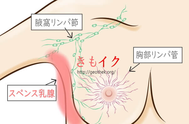 胸の性感帯スペンス乳腺の開発方法！気持ちよくさせるテクニックを紹介！ | happy-travel[ハッピートラベル]