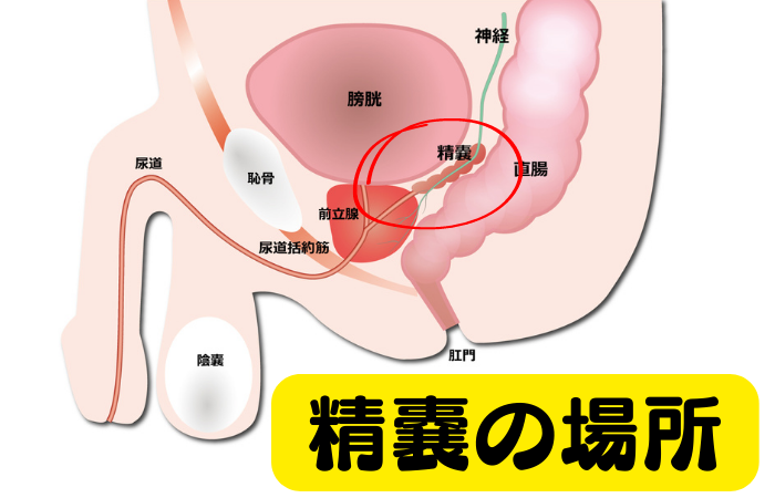 楽天ブックス: 【ベストヒッツ】前立腺をガン突きされてミルクだだ漏れトコロテンSEX 松嶺こはく