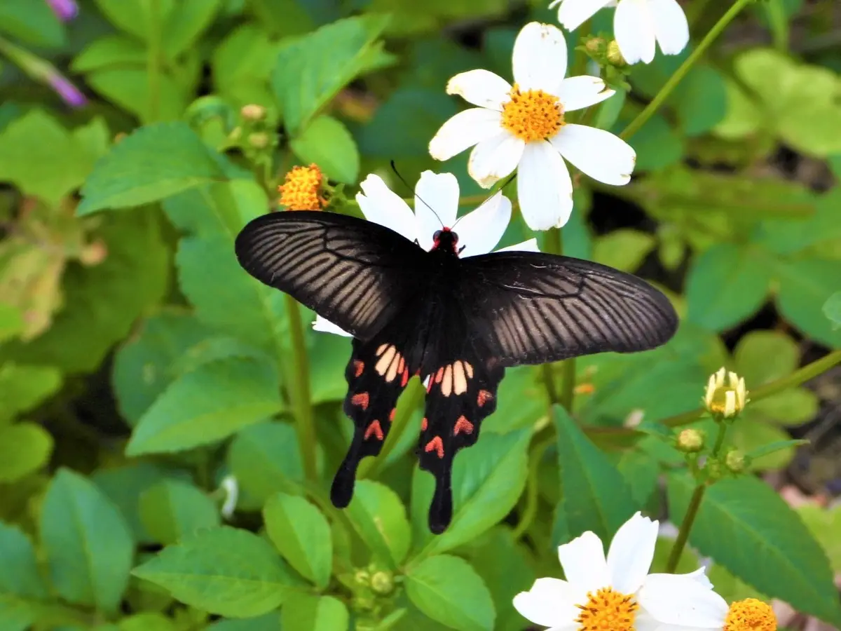 Rare butterfly species observed in