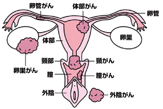 生殖機能 | 一般社団法人 日本がん・生殖医療学会