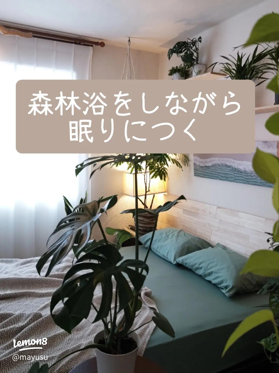 寝室に置く観葉植物5選良くないとされる真相や風水効果について観葉植物・お花の通販 AND PLANTSアンドプランツ