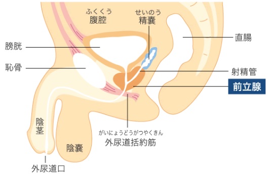 前立腺肥大症 | 北海道泌尿器科記念病院