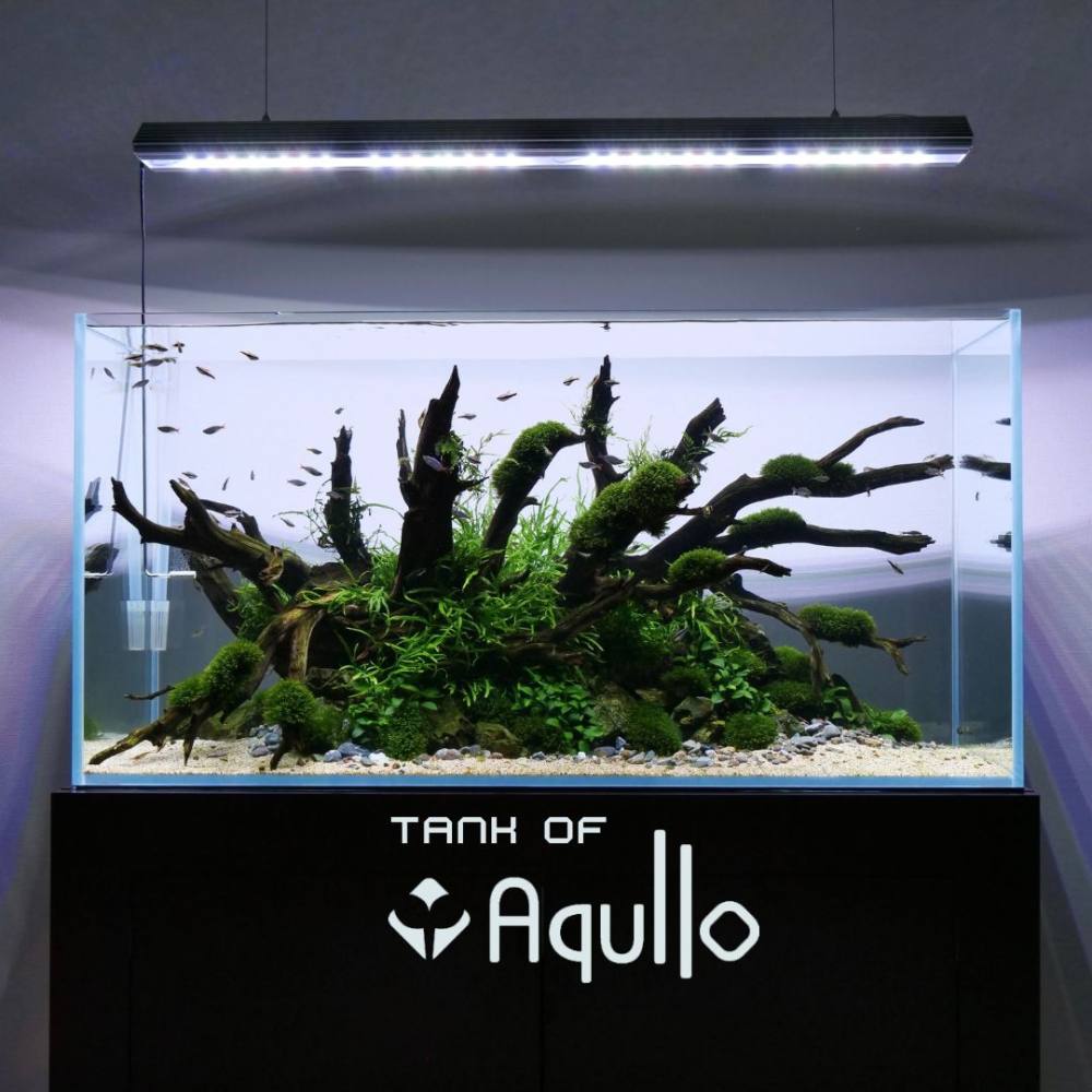 Aquarium」おしゃれまとめの人気アイデアPinterestAlexia D'AG水槽 レイアウト, アクアリウム