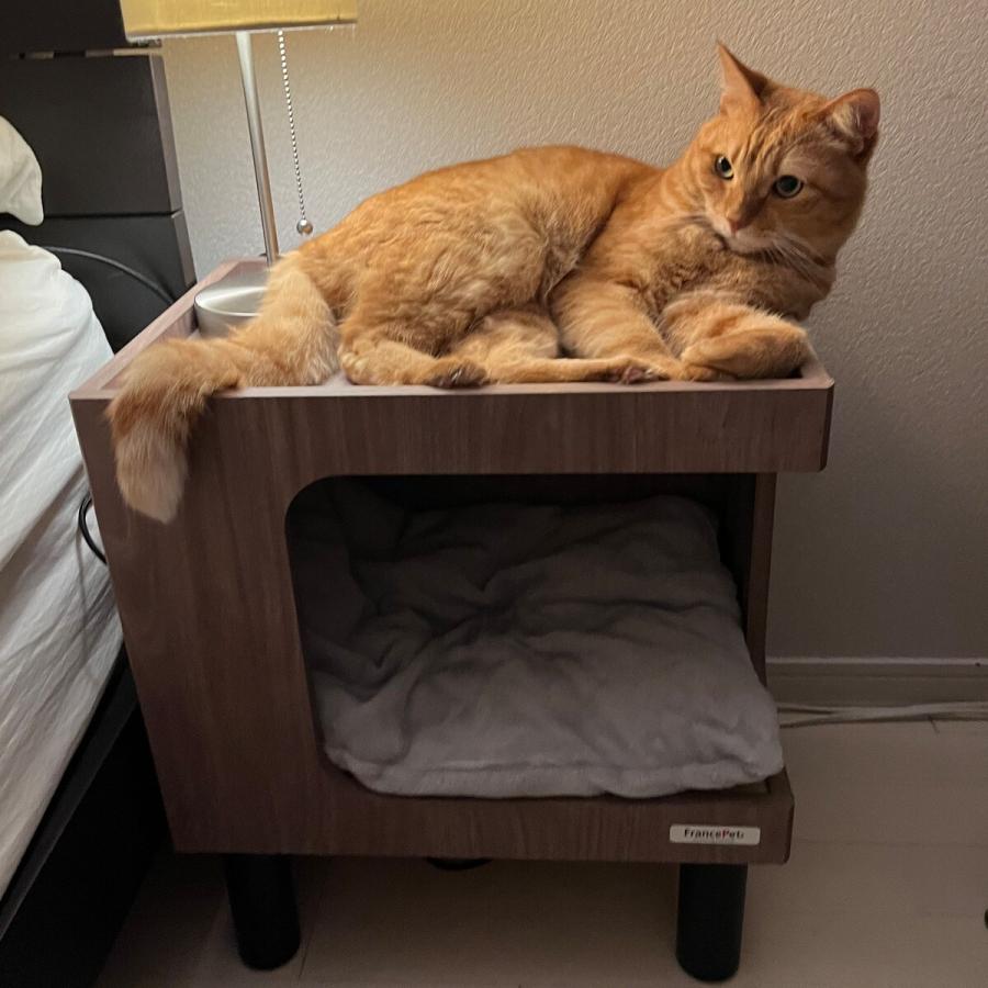 猫用ベッド」を暖かく大変身！ 冬仕様の猫テントを作ろうねこのきもちWEB MAGAZINE