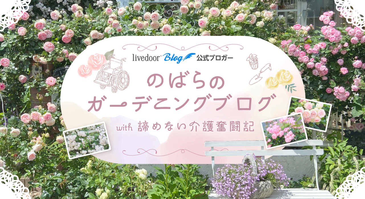 楽天市場】バラ苗【中苗】リラ 国産苗 6号鉢植え品［農林水産省 登録品種］《J-RP》(バラの家