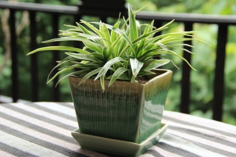 日陰でも育つ観葉植物がある？ 耐陰性が高い人気のおすすめ品種もご紹介！GardenStoryガーデンストーリー