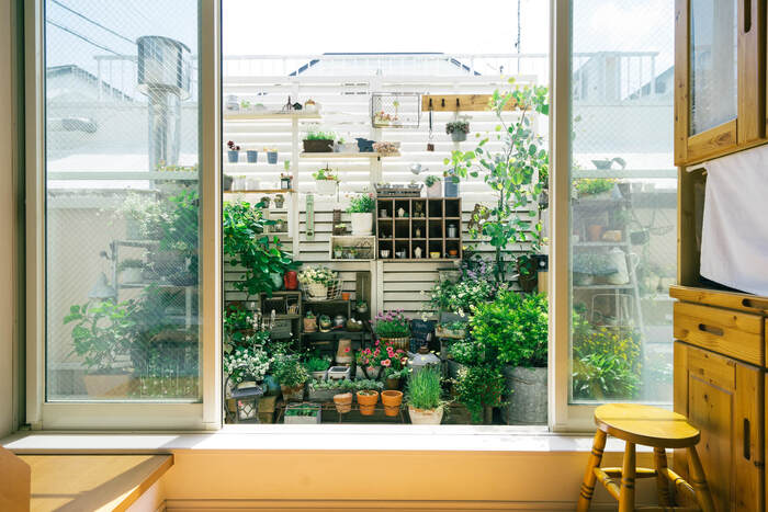 園芸初心者必見 ベランダで植物がなかなか育たない時に1番最初にすること機関長のベランダガーデニング