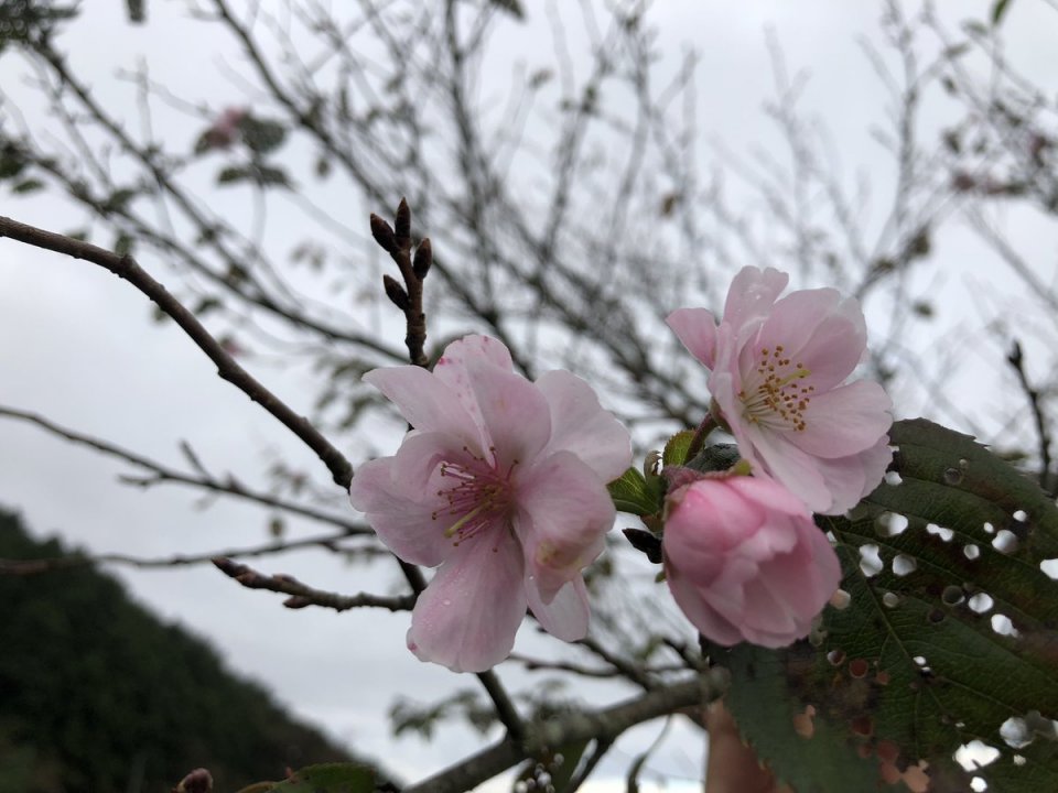 試してみた】咲楽 さくら恋水ローズ さっぱりの効果・肌質別の口コミ・レビュー |