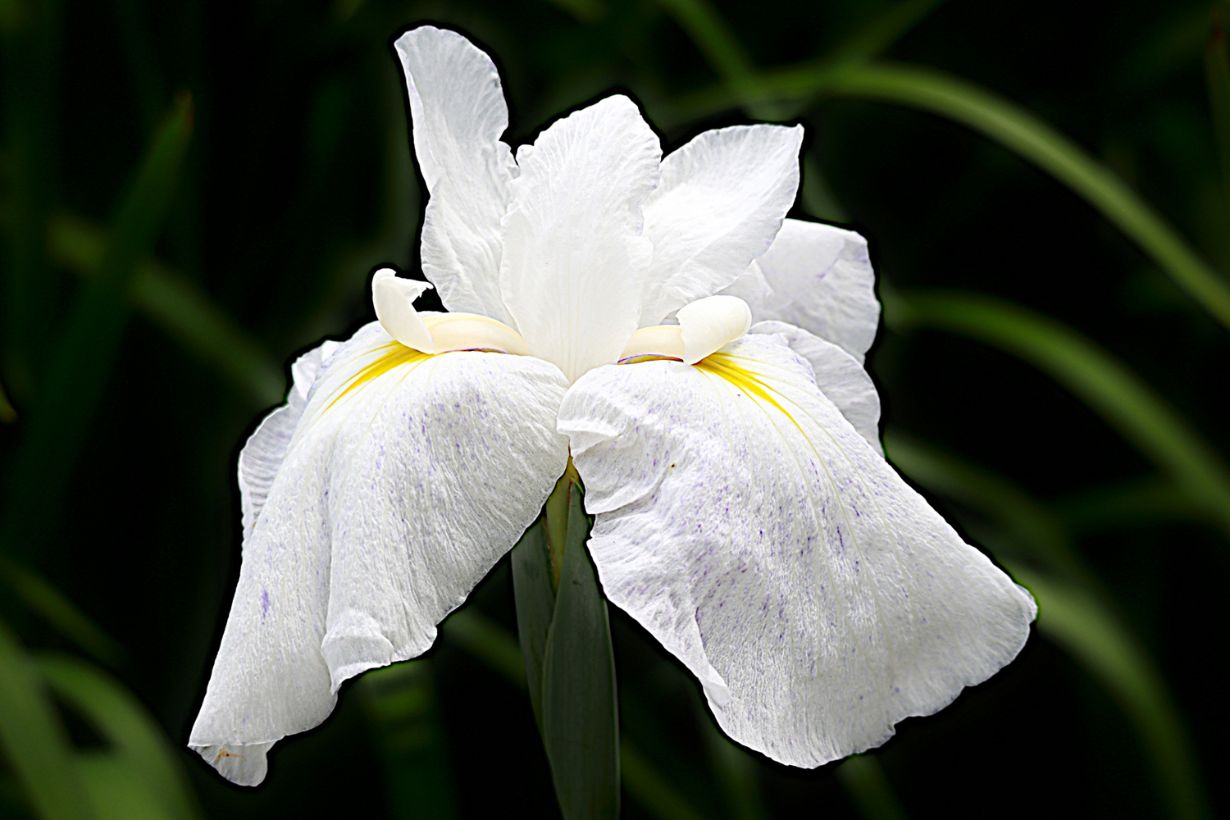 色々な誕生花の花言葉をジャンル別に一覧で紹介します