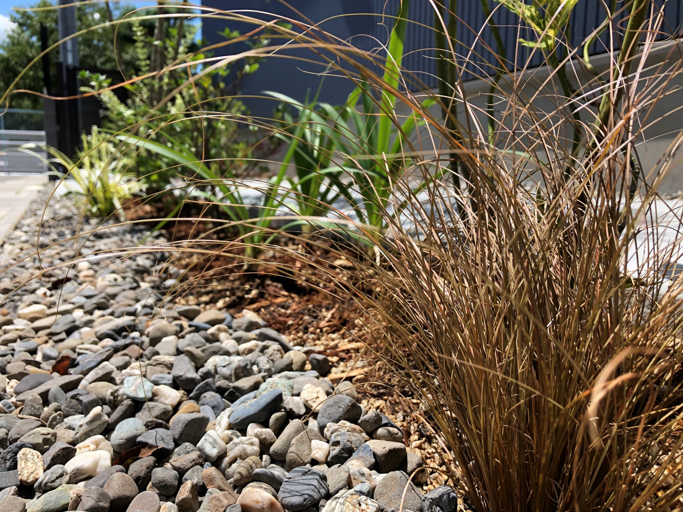 暑さ寒さに強く、葉のラインが美しいカラーリーフ カレックスLOVEGREEN ラブグリーン