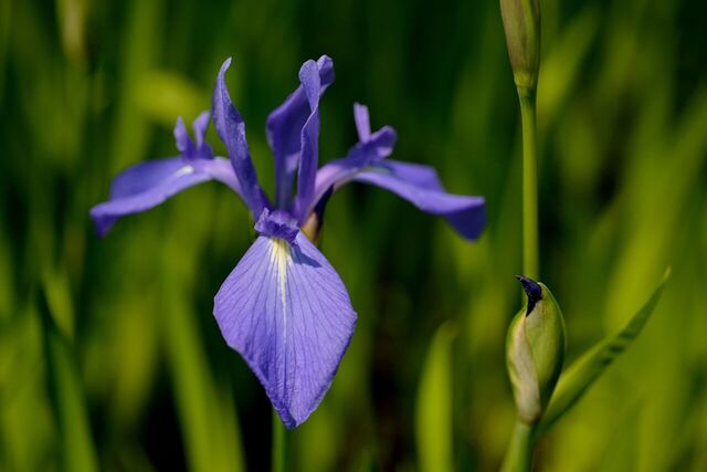 ちょっと不穏な黄色いアヤメの花言葉「復讐」「消息」 紫色、白色のアヤメは？【アヤメの花言葉】 | michill byGMO（ミチル）