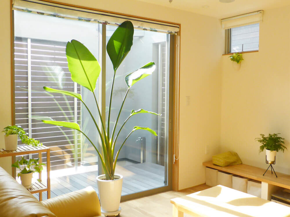 観葉植物 サンスベリア 10号鉢苗 大型 大きい おしゃれな室内インテリア 日陰 風水アイテム 玄関 リビング トイレ 初心者にもおすすめ 簡単で 育てやすい 耐陰性 部屋 屋外 かわいい ベランダ プレゼント ギフト 開店祝い 結婚祝い 窓際 テレビ横 グリーン モダン 贈答