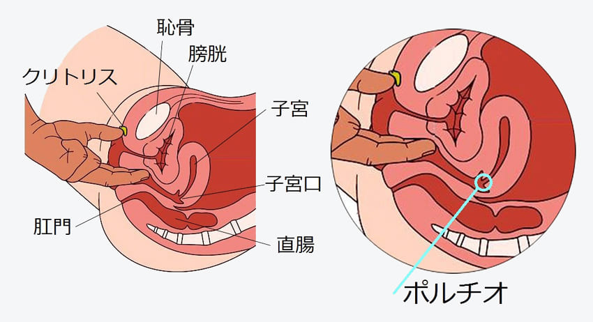 膣の5つの性感帯とは？ | 亀頭増大クリニックの口コミ・評判