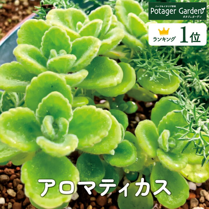 アロマティカス ハーブ 小型 強かっ 植物