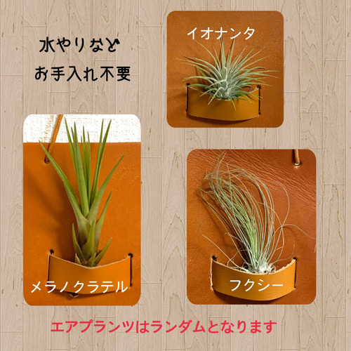 現品チランジア イオナンタ ピーチNo.22351エアープランツ ティランジア 観葉植物 おしゃれ 壁掛け インテリア ミニ 小型吊り下げ ionantha peachチランジア イオナンタ コルク付け① 現品 Tillandsia ionanthaティランジア エアプランツエアープランツ 現品