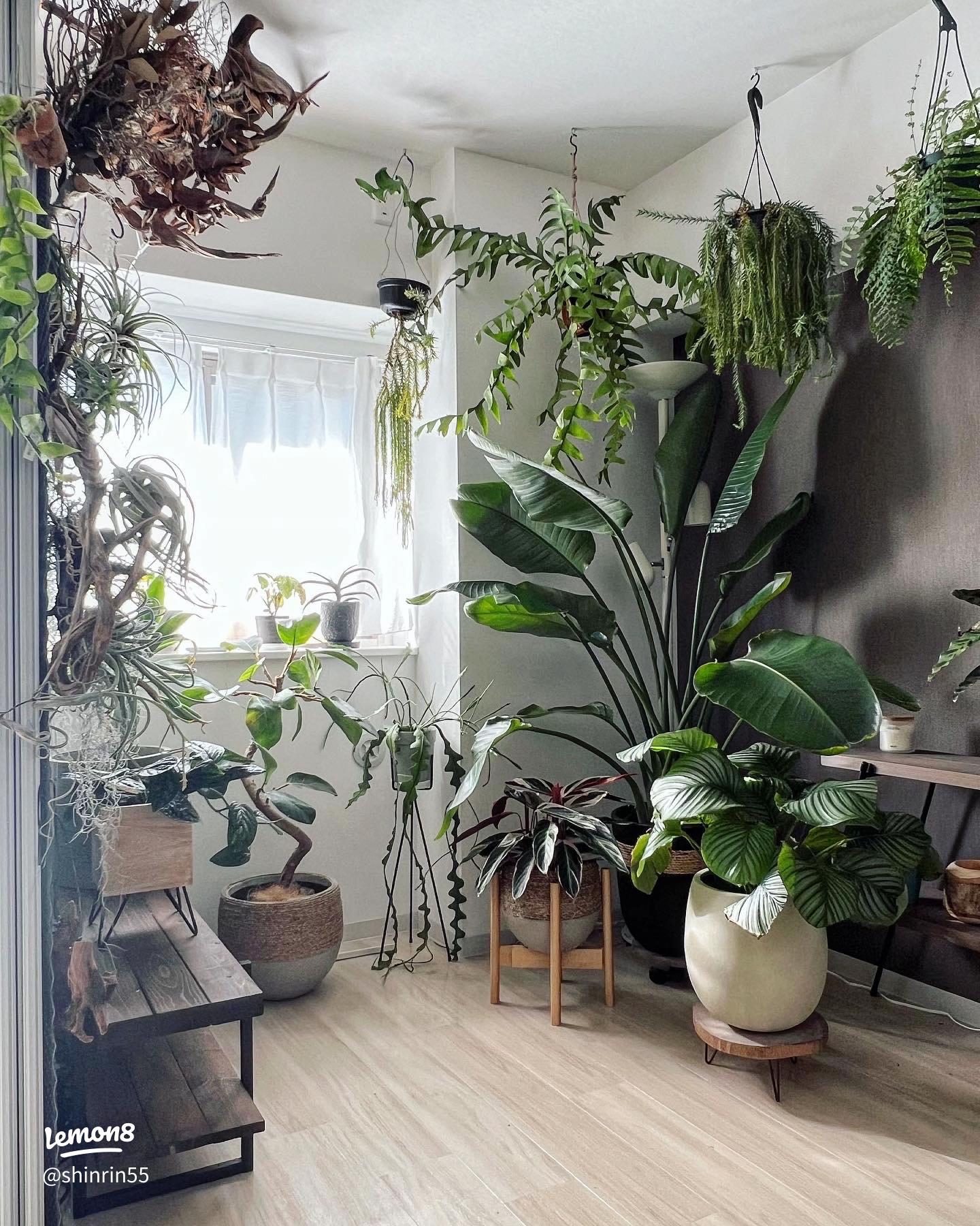 グリーンがインテリアの主役。レトロマンションが都会のジャングルに！GREEN LIFELIFE LABELMagazine ライフレーベルマガジン