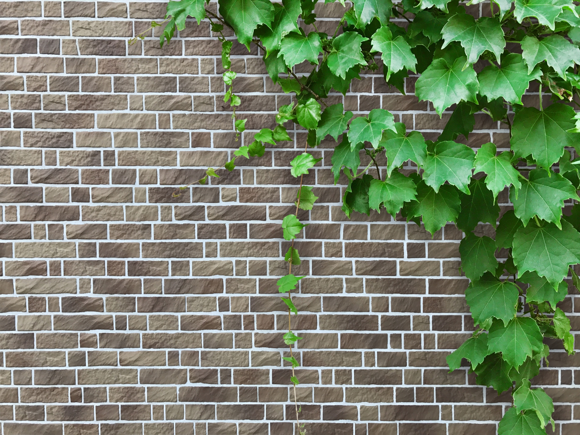 コンクリートの壁のツタの写真素材・画像素材 Image 27468701