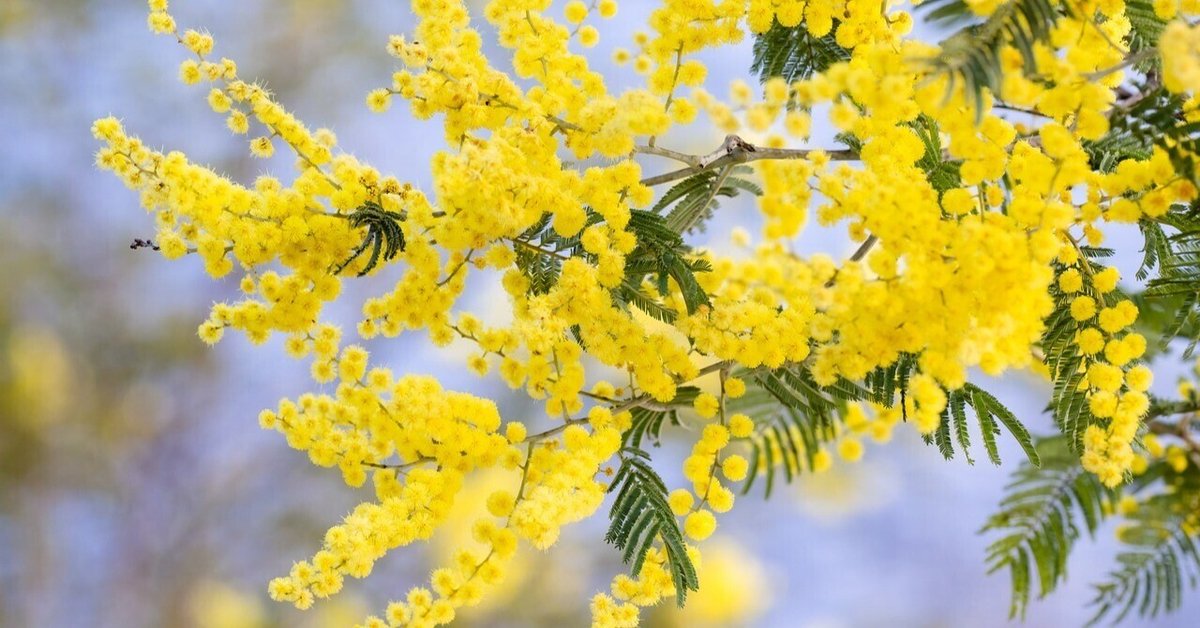 ミモザ**a Field**