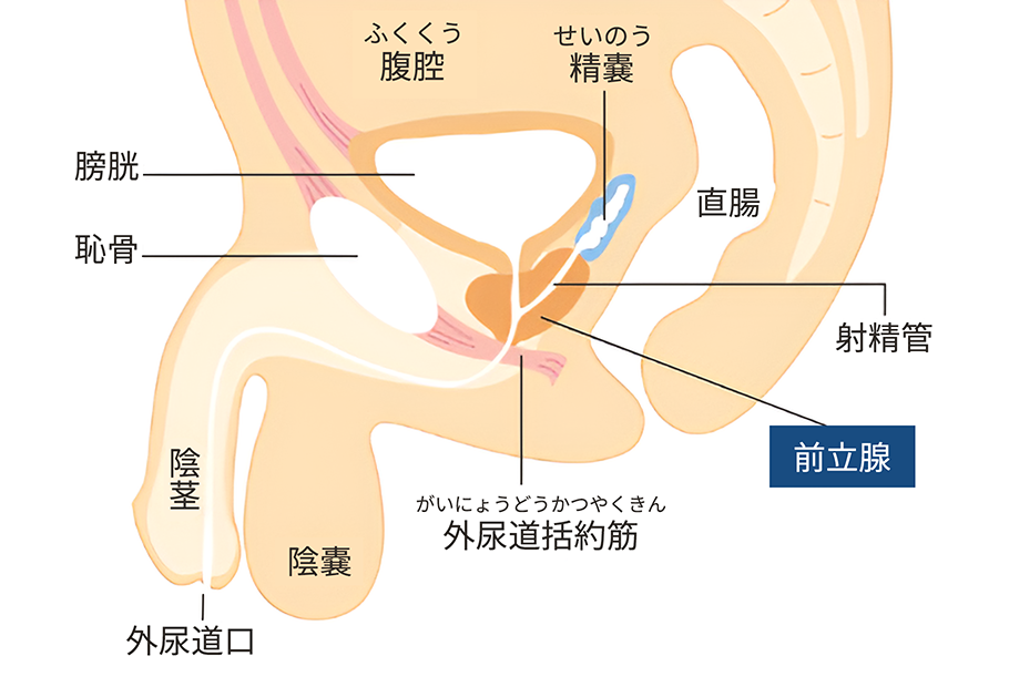 前立腺開発講習の生徒さんに利き手じゃない方の手での亀頭責めを練習して欲しい理由！ : †