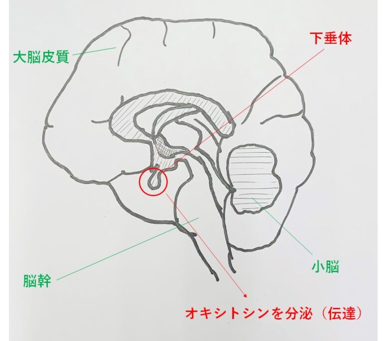 最高にエロくなれるチクニーのやり方！メスイキするための基本から応用テク