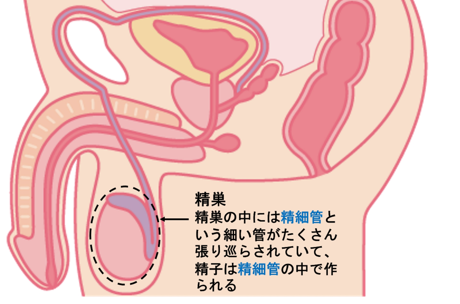 あなたは自分の射精に責任を持てているか｣中絶を減らすことができるのは男性であるという事実 