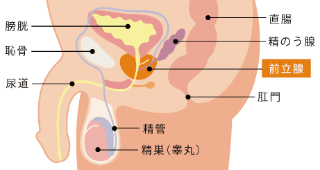 ドS嬢の直伝！イケるアナニーのやり方とコツを紹介！【初心者向け】 - エムオグラシ