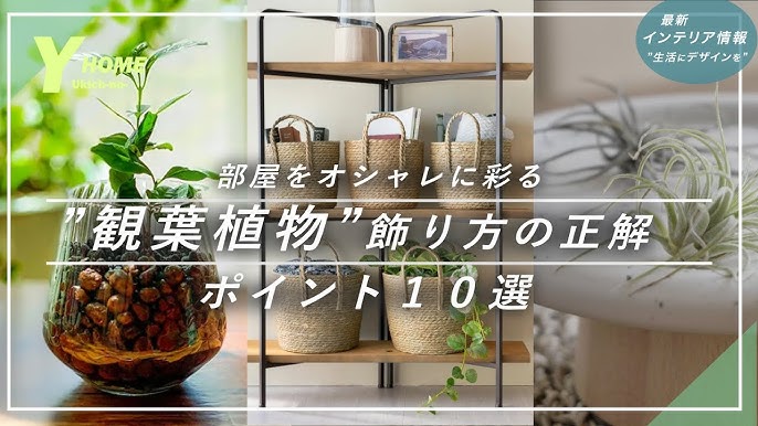 インテリアにおしゃれな観葉植物をHitoHana ひとはな
