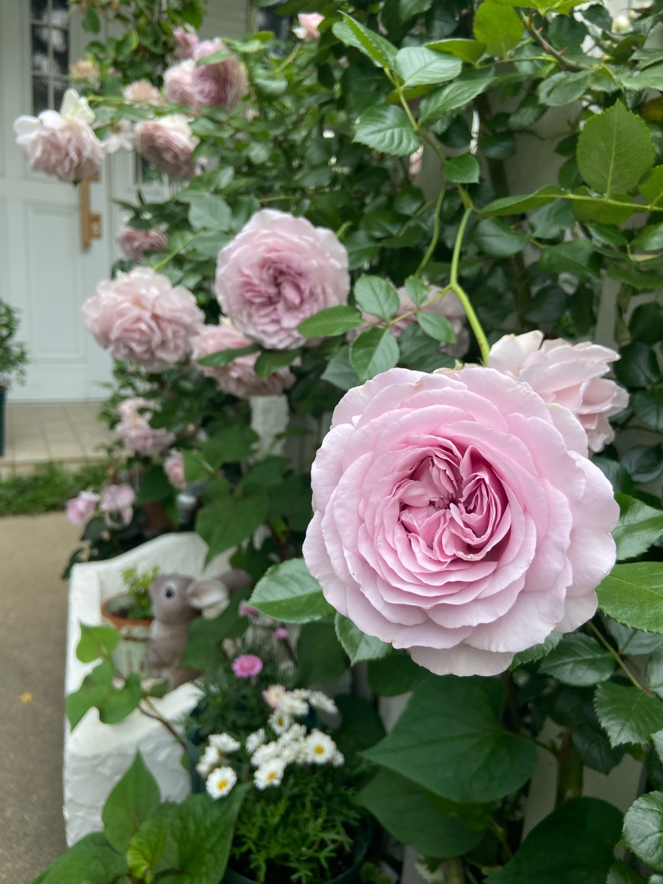 ロサオリエンティスのバラ】リラの花もちが良すぎる2022春 | バラの庭と秘密の温室