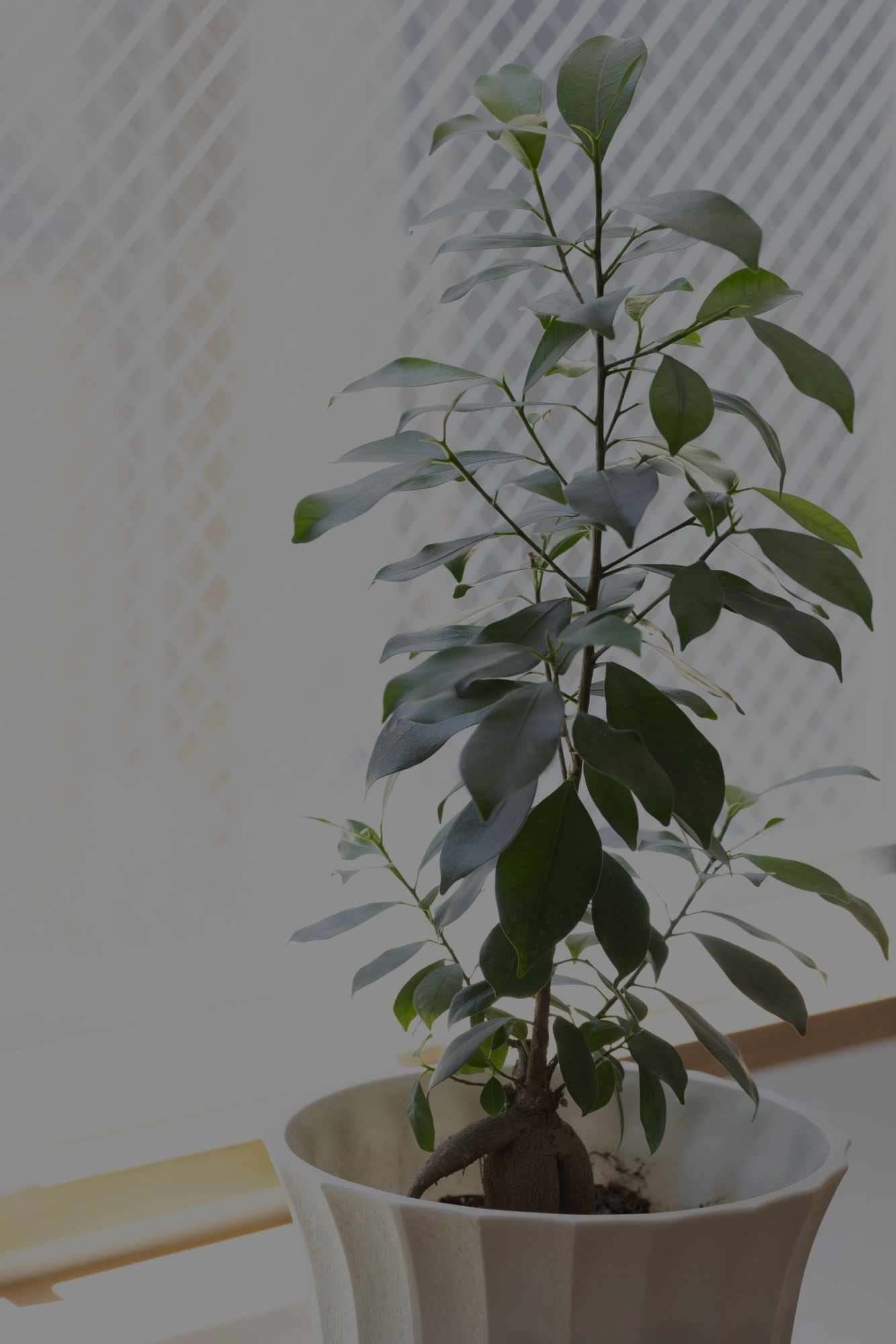 なみじゃない、杉並！ -中央線あるあるPROJECT