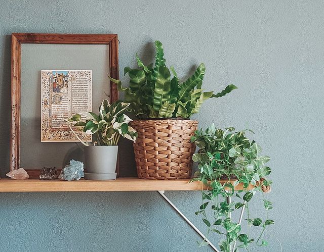 2024年 植物で幸運を呼び込む！風水のプロがすすめる、2024年に「運気を上げる」最強の観葉植物とは？Sheage シェアージュ