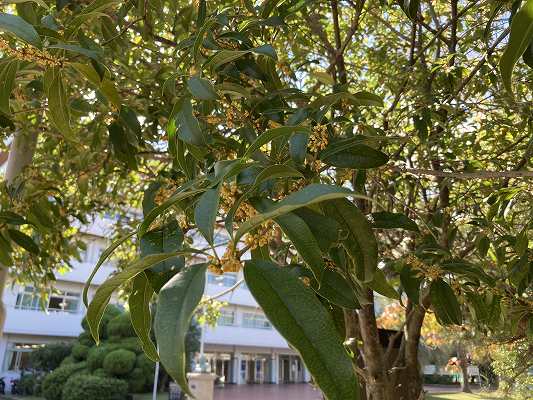 むろいけの森 園地スタッフブログ 大阪府民の森