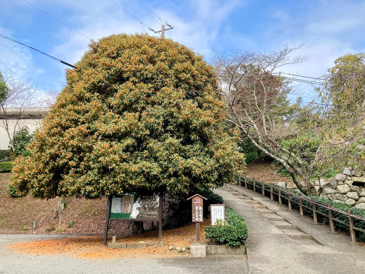 金木犀（キンモクセイ）が香り高く咲いている風景 大阪市旭区の写真素材 [105901023] - PIXTA