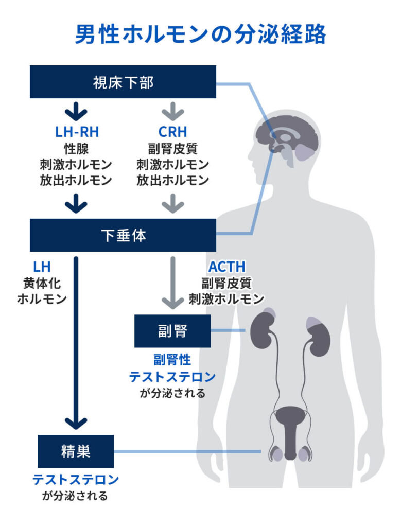 筋トレするとエッチな気持ちになって当たり前、という研究結果が発表された - ジオ倶楽部