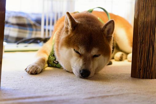 うつ伏せになると犬は乗って来るのか？検証　モニタリング