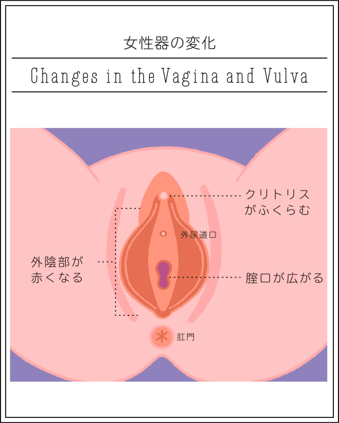 セックスの基本手順とは？ 前戯・挿入・後戯の流れとやり方【医師監修】｜「マイナビウーマン」