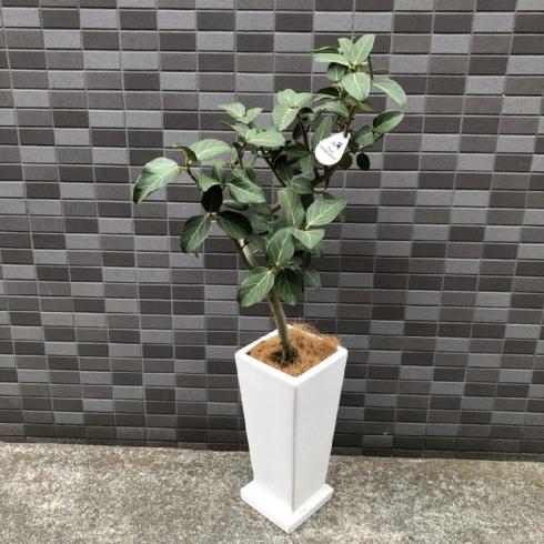 B斑入りモンステラ インテリア観葉植物 鉢 ボルシギアナ ホワイトタイガー 風水 観葉植物