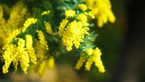 ミモザ 鉢植えも地植えもミモザ・アカシア植えるなら知らないとヤバい！基本の育て方。植え替え・剪定・肥料など