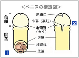 フェラチオの上手なやり方を徹底解説！気持ちいいテクニックとコツでイカせよう！ | はじ風ブログ