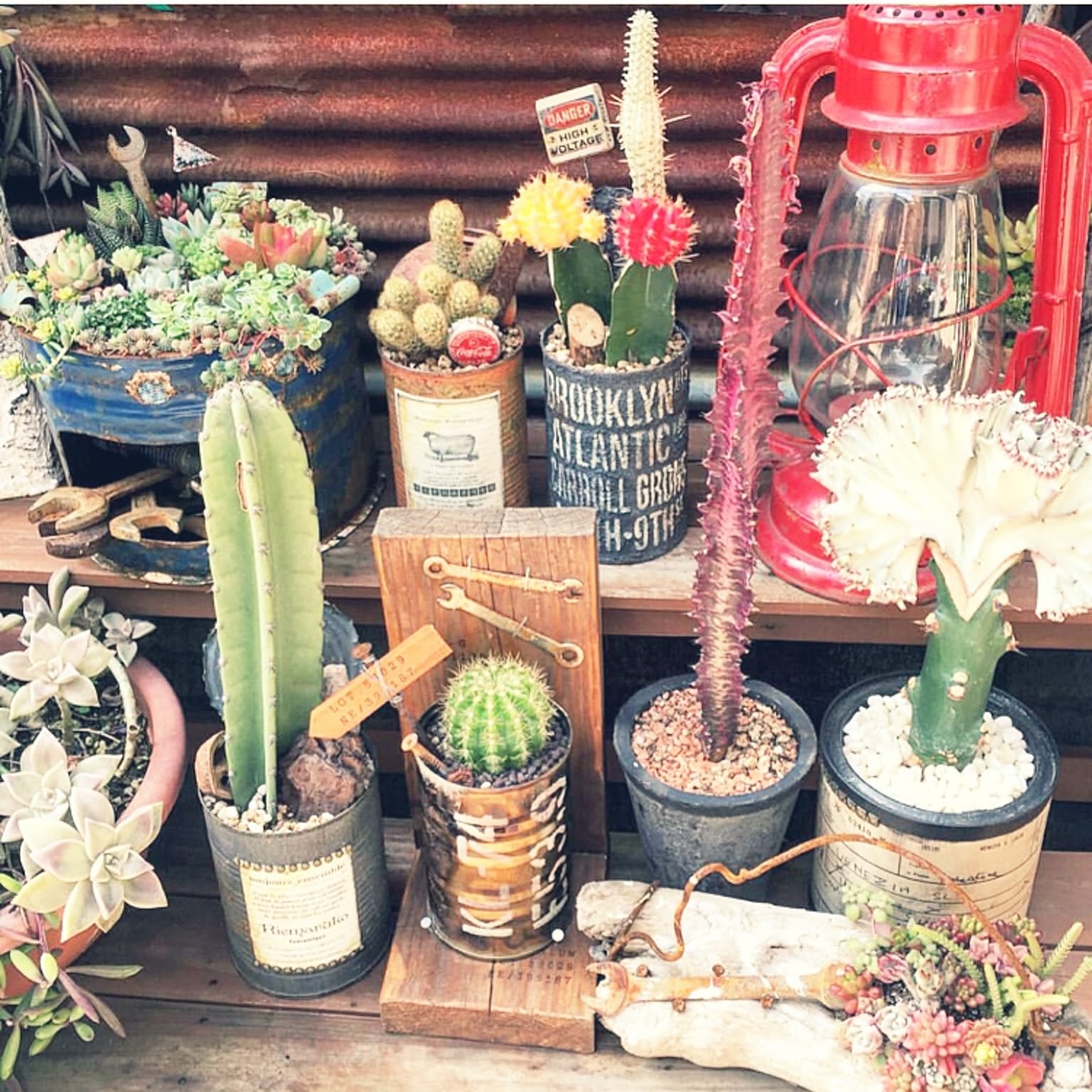 多肉植物を室内に飾ろう！元気に育てる置き場所は？おしゃれな飾り方は？🍀GreenSnap グリーンスナップ