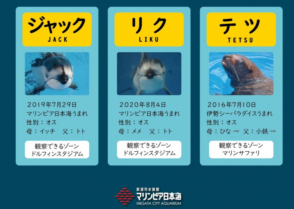 イルカショーが人気の全国おすすめ水族館14選！