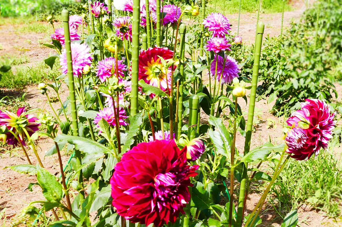 ダリア｜花あふれるふくおか｜グラフふくおか 2024 SPRING