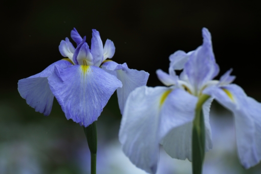 アイリス(カキツバタ・アヤメ・ジャーマン・花菖蒲)の花言葉・誕生花 | 花言葉らいぶらりぃ