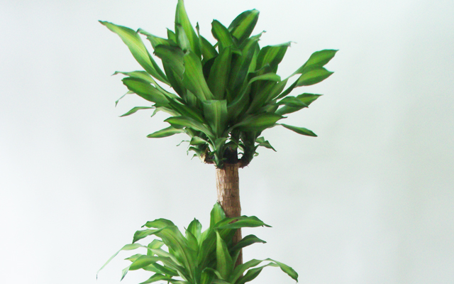 寝室風水 寝室に最適な観葉植物とは？その使い方 - 運びをよくする風水インテリア