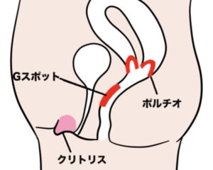 膣の上付き下付きの判別方法は？挿入のコツ - 夜の保健室