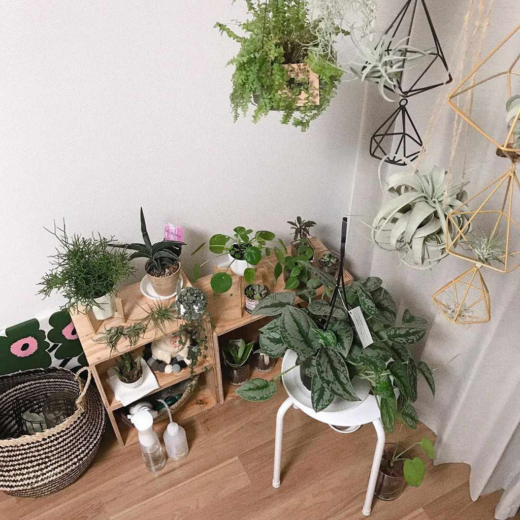 お部屋の一角を植物園に。自分好みに観葉植物を飾ろう♪キナリノ