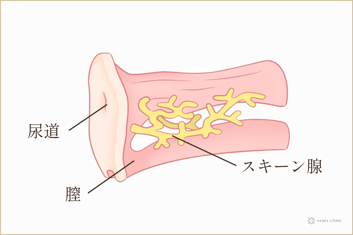 臨月の恥骨痛で歩けない、寝返りが辛い妊婦さんへ。恥骨痛の対処法最新版